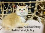 NY12 - Scottish Fold Cat For Sale - New Prague, MN, US