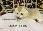 Mark - Scottish Fold Cat For Sale - New Prague, MN, US