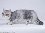 Munchkin silver leopard baby boy with short legs - Munchkin Cat For Sale - CA, US