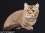 Elif munchkin chocolate boy with short legs - Munchkin Cat For Sale - CA, US