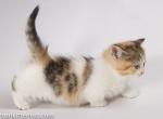 Jaddi munchkin standard calico tabby shor legs - Munchkin Cat For Sale - CA, US