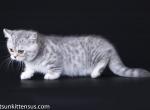 Gorgeous munchkin silver leopard with short legs - Munchkin Cat For Sale - CA, US