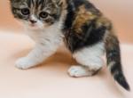 Ginger's babies_2 - Scottish Fold Cat For Sale - Tampa, FL, US