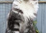 Patron - Maine Coon Cat For Sale/Service - Jordanville, NY, US