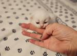 Topaz's Christmas litter - Ragdoll Cat For Sale - Attica, MI, US