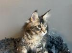 Destiny - Maine Coon Cat For Sale - Trenton, MO, US