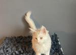 Mokka - Maine Coon Cat For Sale - Trenton, MO, US