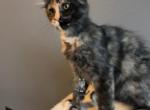 Speckles - Maine Coon Cat For Sale - Trenton, MO, US