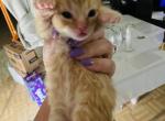 Ginger - Domestic Cat For Sale - Bronx, NY, US