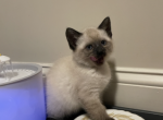 Siamese kittens born September 29 - Siamese Cat For Sale - Attleboro, MA, US