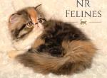 Delilah Reserved - Exotic Cat For Sale - Ottawa, KS, US