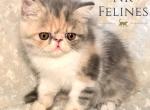 Exotic Girl Diana Reserved - Exotic Cat For Sale/Service - Ottawa, KS, US