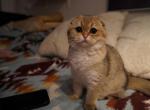 Juja - Scottish Fold Cat For Sale - San Mateo, CA, US