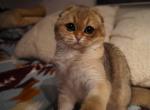 Jujaa - British Shorthair Cat For Sale - San Mateo, CA, US