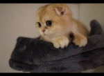 JERRY - Scottish Fold Cat For Sale - San Mateo, CA, US