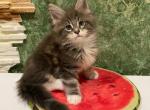 Faris - Maine Coon Cat For Sale - Norwalk, CT, US