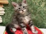 Felix - Maine Coon Cat For Sale - Norwalk, CT, US