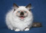 SINICHKA IZ TVERSKOGO KNYAZHESTVA - Siberian Cat For Sale - NY, US