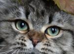 ISTRA LYUMUR - Siberian Cat For Sale - NY, US