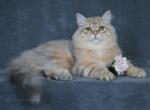 KAPUCIN LYUMUR - Siberian Cat For Sale - NY, US