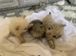 Chases - Ragamuffin Cat For Sale - Oklahoma City, OK, US