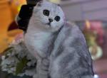 Lilly - Scottish Fold Cat For Sale - MD, US