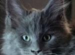 With breeding rights - Maine Coon Cat For Sale - Jordanville, NY, US
