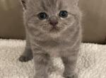 British shorthair - British Shorthair Cat For Sale - Orlando, FL, US