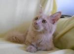 Pixie Dust - Maine Coon Cat For Sale - Souderton, PA, US