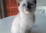 Tortie Point Siamese - Siamese Cat For Sale - Dunn, NC, US