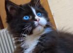 Diamond - Maine Coon Cat For Sale - Norwalk, CT, US