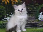 Thina - Siberian Cat For Sale - Norwalk, CT, US