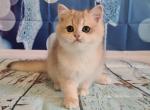 Dusheska - British Shorthair Cat For Sale - Hollywood, FL, US