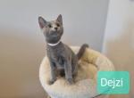 Dejzi - Russian Blue Cat For Sale - Miami, FL, US