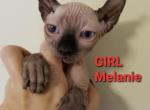 Sphynx Elf Girl Melanie - Sphynx Cat For Sale - Lockport, IL, US
