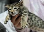 Exotic F5 Savannah Kitten - Savannah Cat For Sale - Lakeland, FL, US