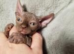 Sphynx Black Boy Oscar - Sphynx Cat For Sale - Lockport, IL, US