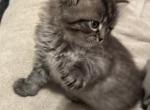 Ragamuffin Kittens all sold - Ragamuffin Cat For Sale - Ojai, CA, US