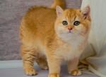 Yannis - British Shorthair Cat For Sale - Brooklyn, NY, US