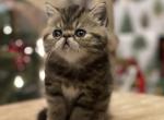 Gorgeous exotic shorthair male - Exotic Cat For Sale - Dornsife, PA, US