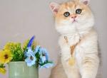 Teddy - British Shorthair Cat For Sale - Brooklyn, NY, US