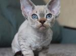 Matrian - British Shorthair Cat For Sale - Brooklyn, NY, US