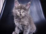 Platon - Maine Coon Cat For Sale - Brooklyn, NY, US