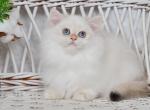 Taras - British Shorthair Cat For Sale - Brooklyn, NY, US