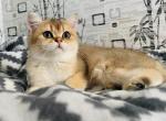 Olya - British Shorthair Cat For Sale - Brooklyn, NY, US