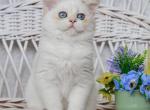 Sapphire - British Shorthair Cat For Sale - Brooklyn, NY, US