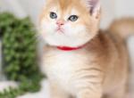 Niki - British Shorthair Cat For Sale - Federal Way, WA, US