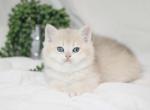 Nash - British Shorthair Cat For Sale - Federal Way, WA, US