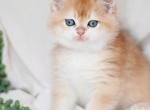 Nora - British Shorthair Cat For Sale - Federal Way, WA, US