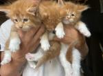 Hunter - Maine Coon Cat For Sale - Buford, GA, US